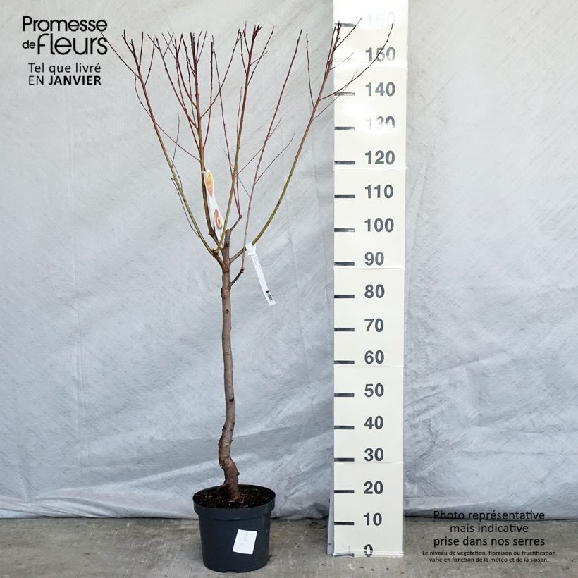 Nectarinier Flavor Top - Prunus persica nucipersica  en pot de 7.5L gobelet sample as delivered in winter