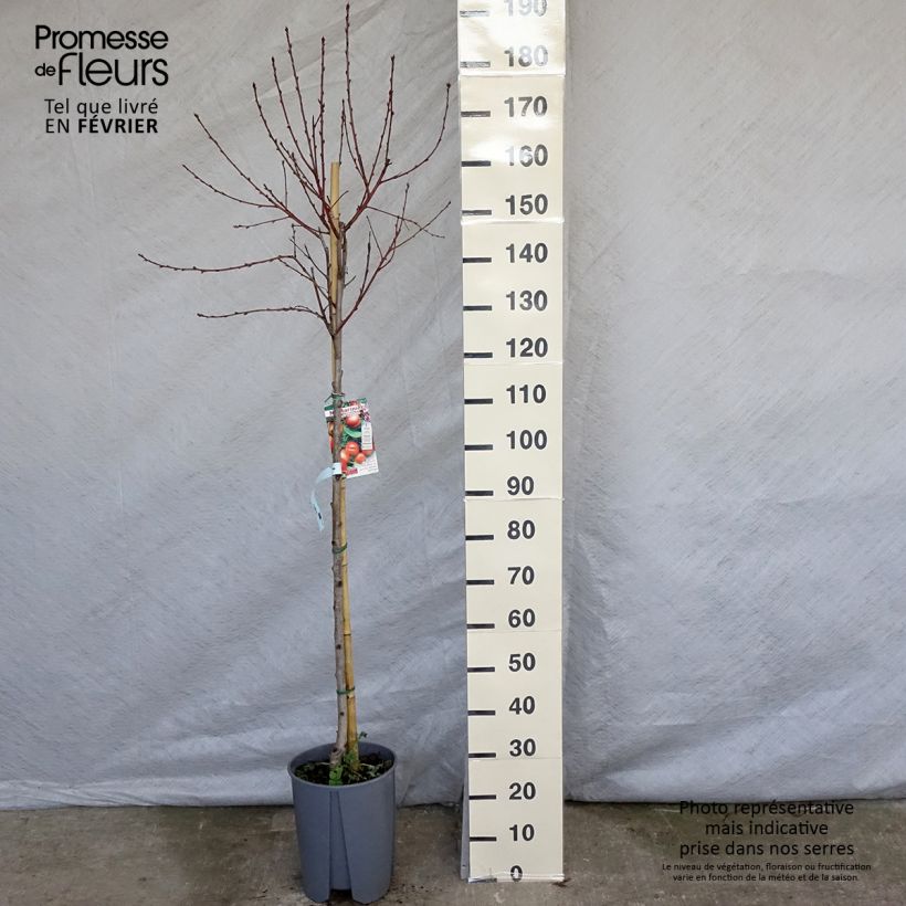 Nectarinier - Prunus persica nucipersica Plat Pot de 7,5L/10L sample as delivered in winter