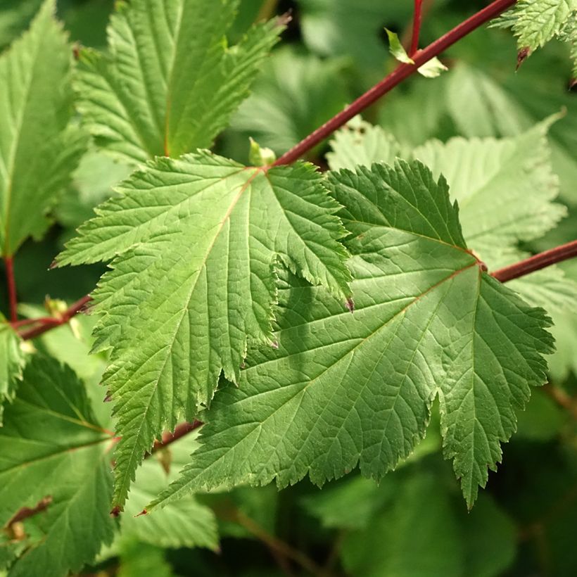 Neillia affinis (Foliage)