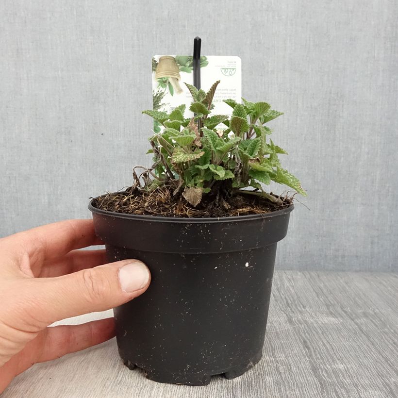 Nepeta cataria Citriodora - Chataire citron pot de 1.5L/2L sample as delivered in spring