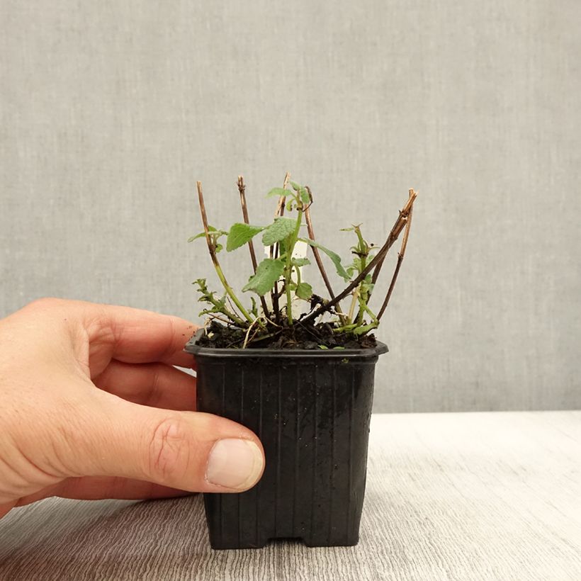 Nepeta grandiflora Bramdean Godet de 9cm sample as delivered in autumn