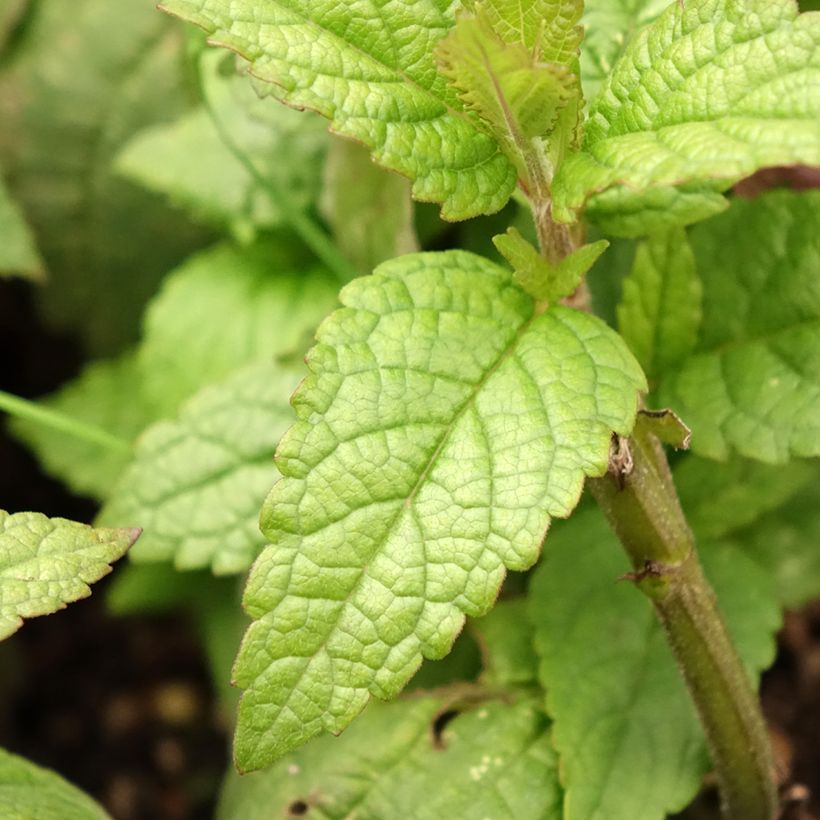 Nepeta Neptune - Catnip (Foliage)