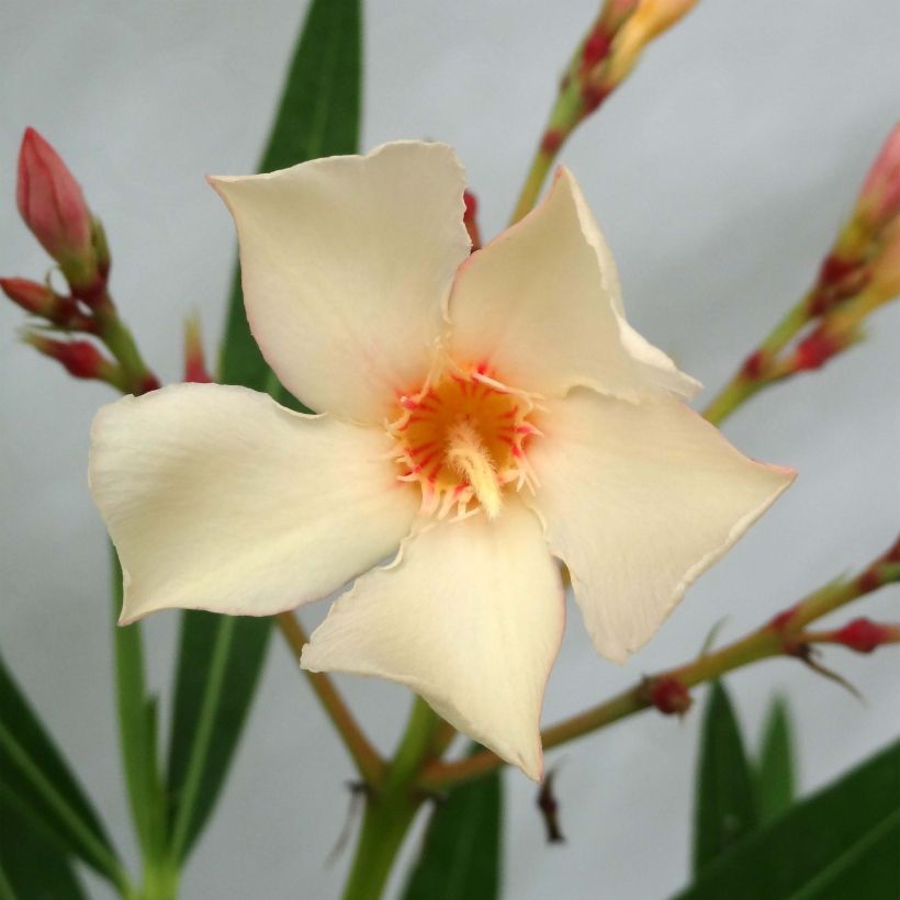 Nerium oleander Yellow (Flowering)