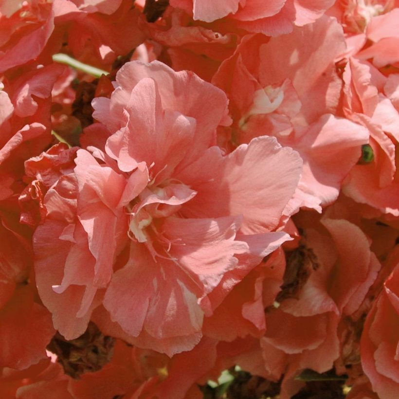 Nerium oleander Double Salmon Pink (Flowering)