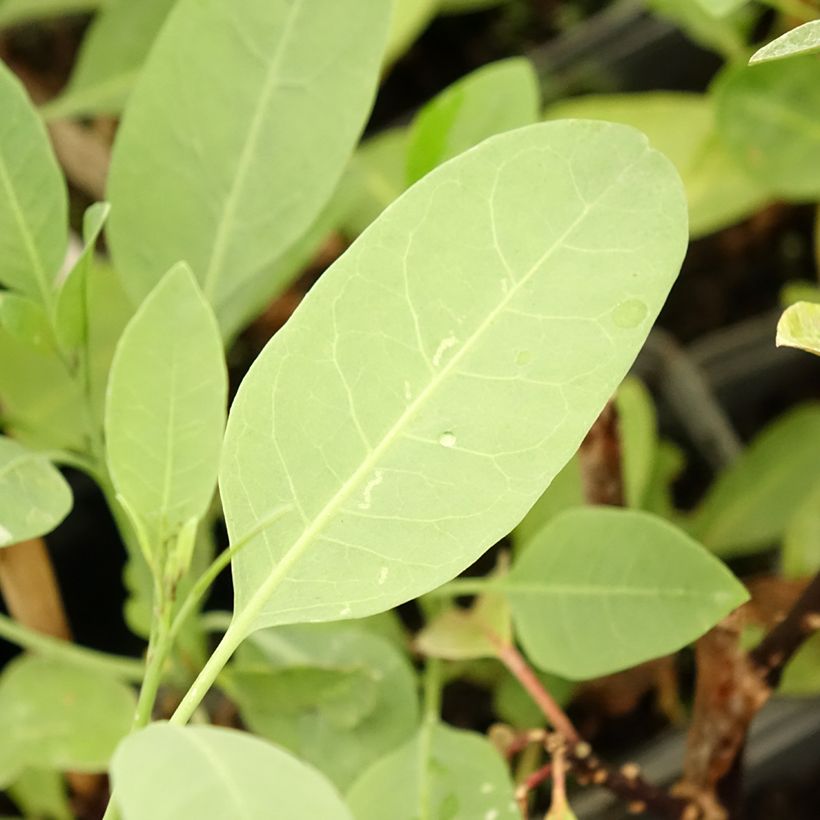 Nicotiana glauca - Ornamental tobacco (Foliage)