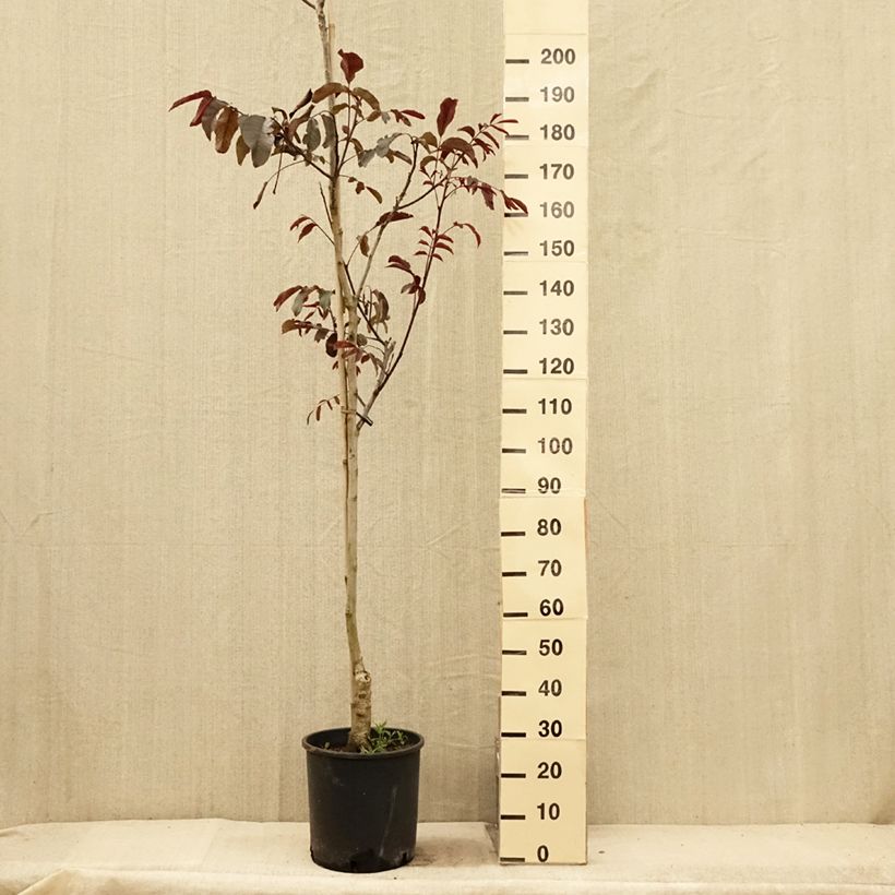 Noyer commun - Juglans regia Purpurea Pot de 18L/20L sample as delivered in summer