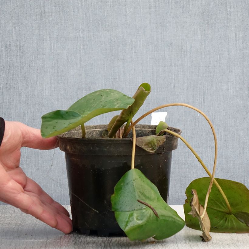 Nymphaea alba Delicata 1.5L/2L pot sample as delivered in spring