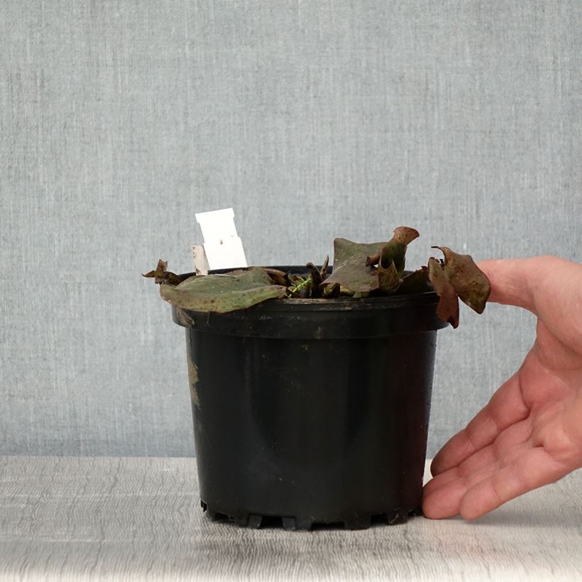 Nymphaea Moorei - Nénuphar rustique - Pot de 1,5L/2L sample as delivered in spring