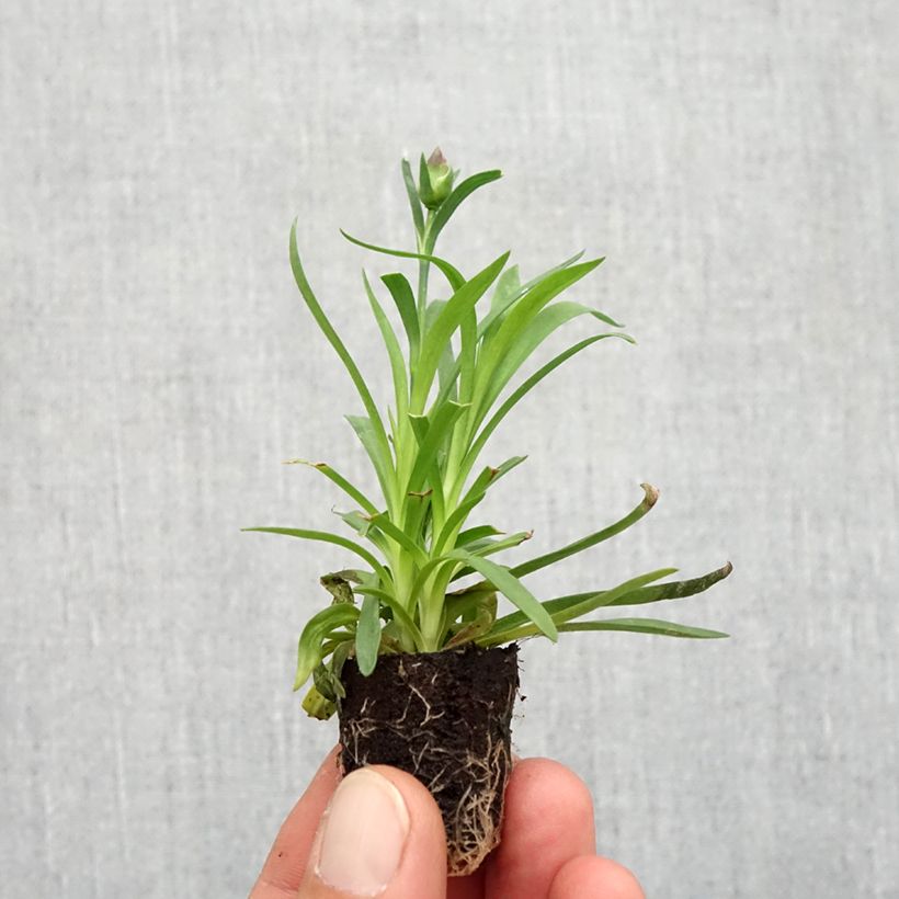 Dianthus Sunflor Evert Plug plant 1.5/2.5 cm sample as delivered in autumn