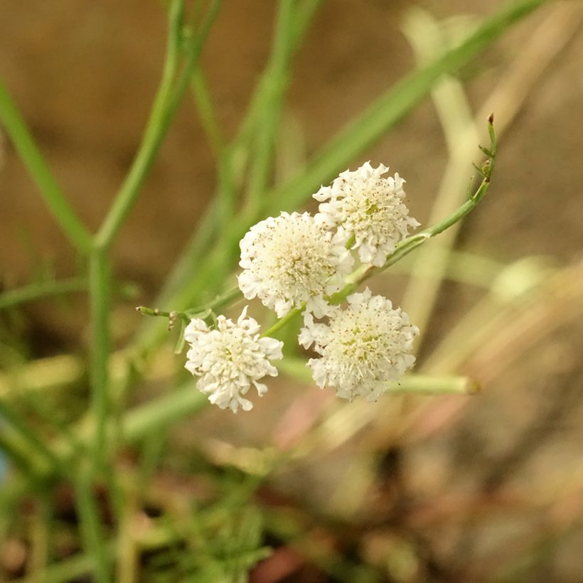 Oenanthe aquatica - fine-leaved water dropwort (Flowering)