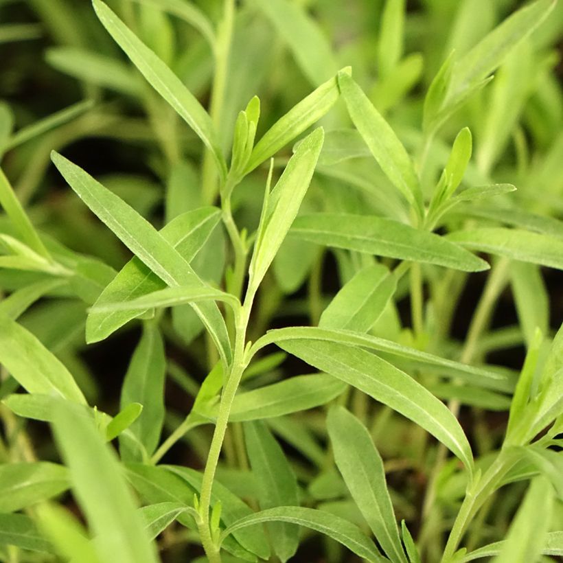 Oenothera fruticosa African Sun - Evening Primrose (Foliage)