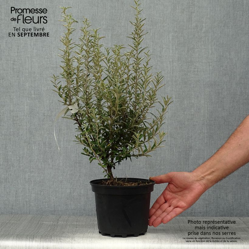 Olearia scilloniensis Pot de 3L/4L sample as delivered in autumn