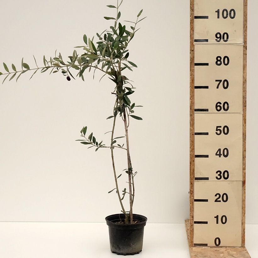 Olea europaea Frantoio - Olive Tree 3L/4L pot sample as delivered in winter