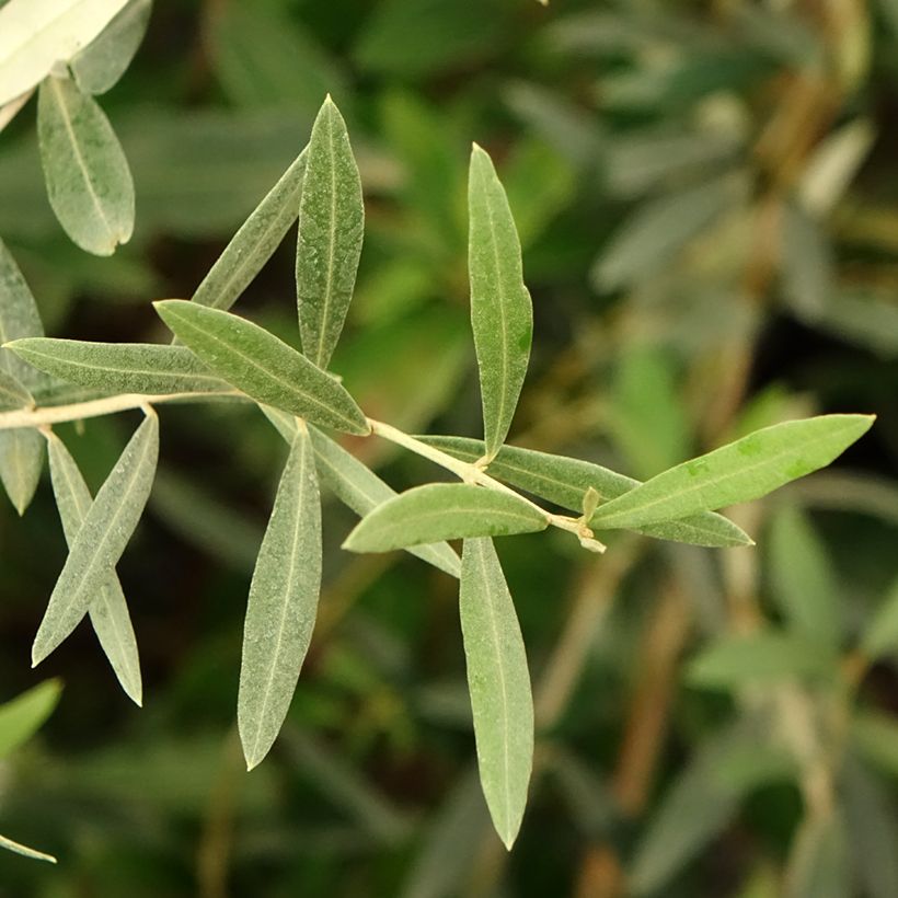 Olea europaea Lucques - Olive Tree (Foliage)