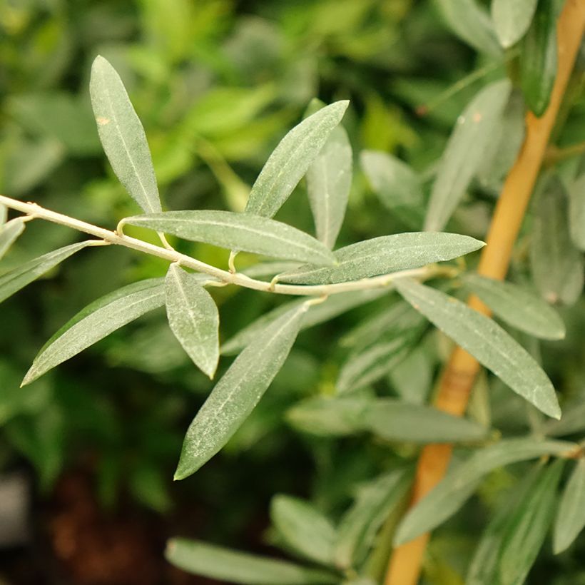 Olea europaea Lucques - Olive Tree (Foliage)