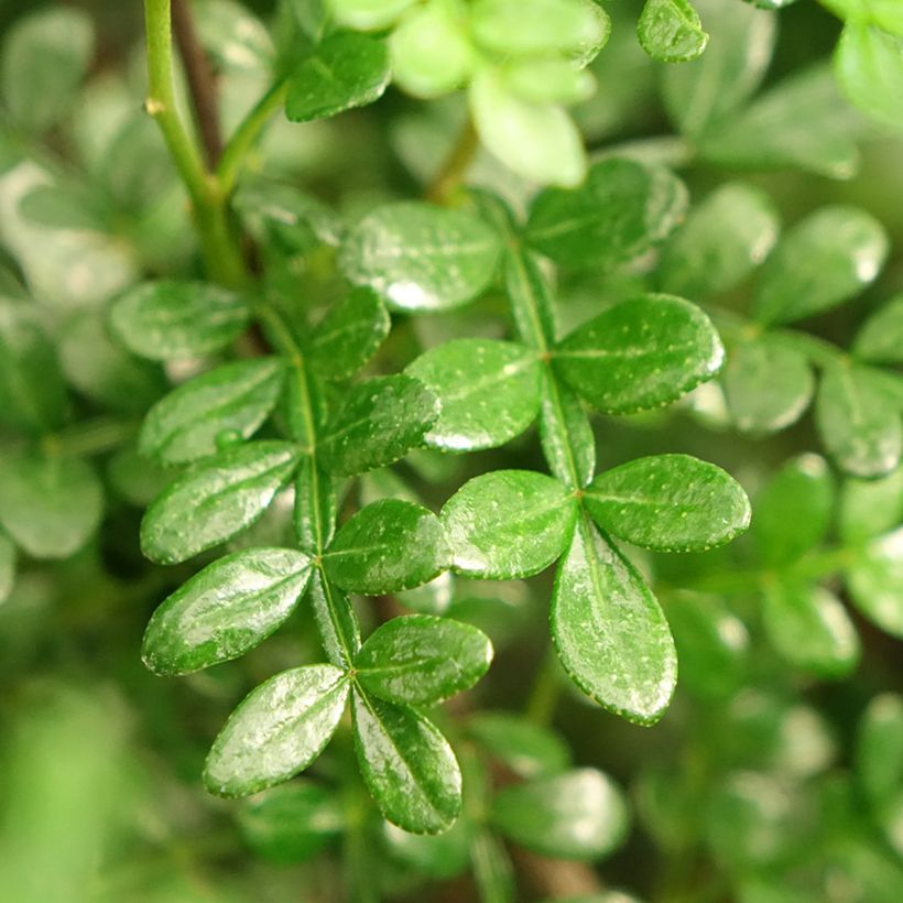 Operculicarya decaryi (Foliage)