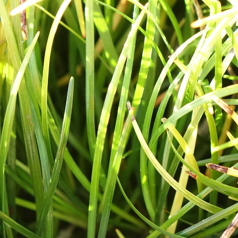 Ophiopogon chingii (Foliage)