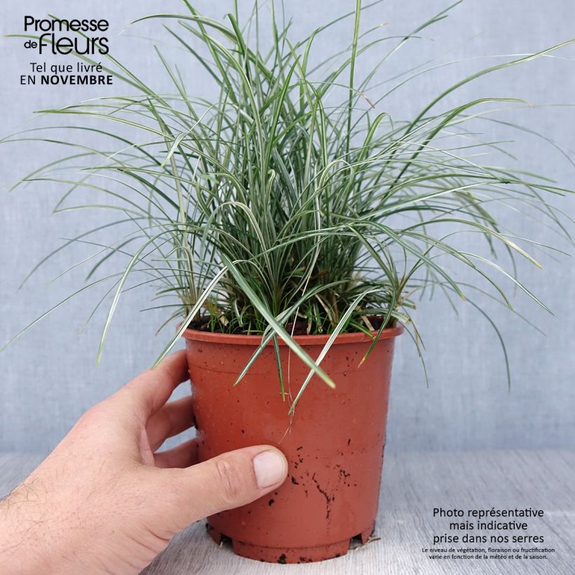 Ophiopogon japonicus Silver Mist - Herbe aux turquoises panachée - Pot de 1L/1,5L sample as delivered in autumn