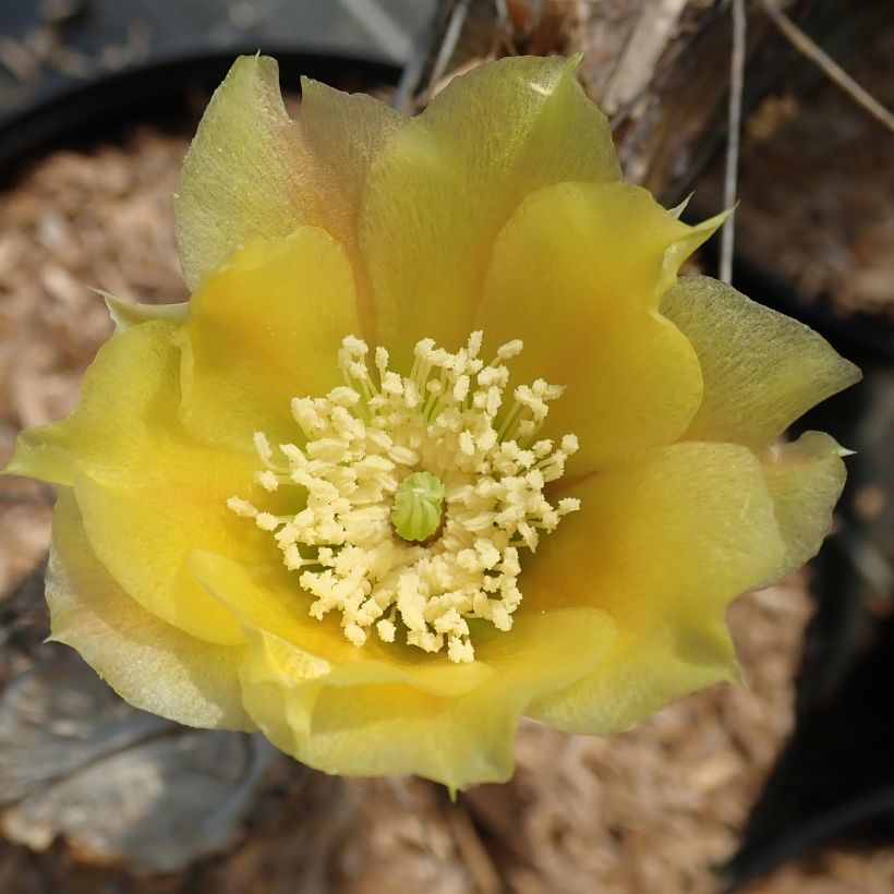 Opuntia angustata (Flowering)