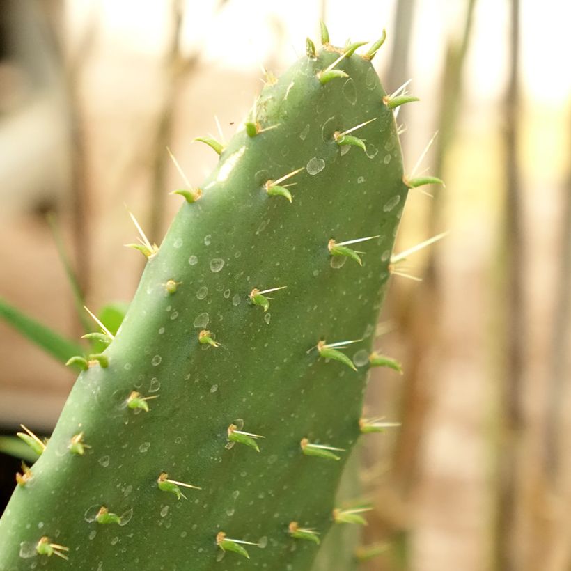 Opuntia engelmannii var. indheimeri - Prickly Pear (Foliage)