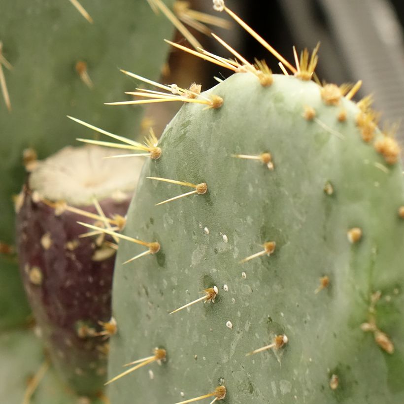 Opuntia engelmannii var. rastrera - Prickly Pear (Foliage)