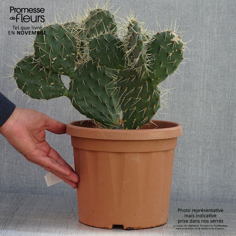 Opuntia howeyi - Cactus raquette Pot de 5L sample as delivered in autumn