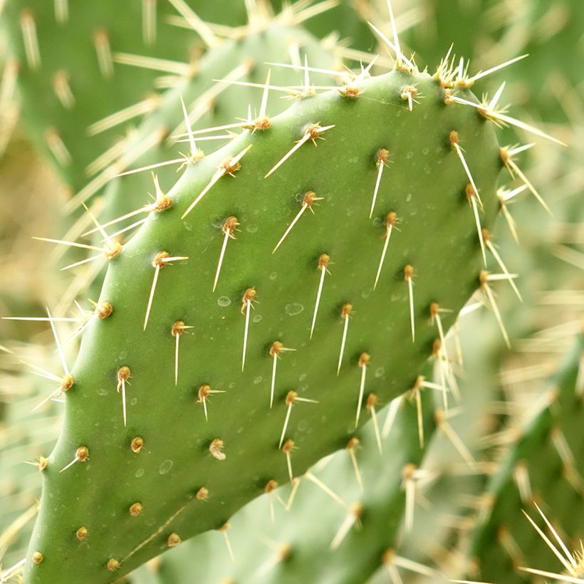 Opuntia howeyi - Prickly Pear (Foliage)