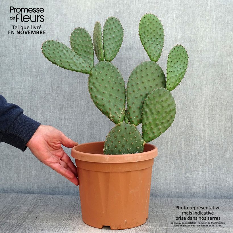 Opuntia lubrica - Cactus raquette Pot de3L/4L sample as delivered in autumn