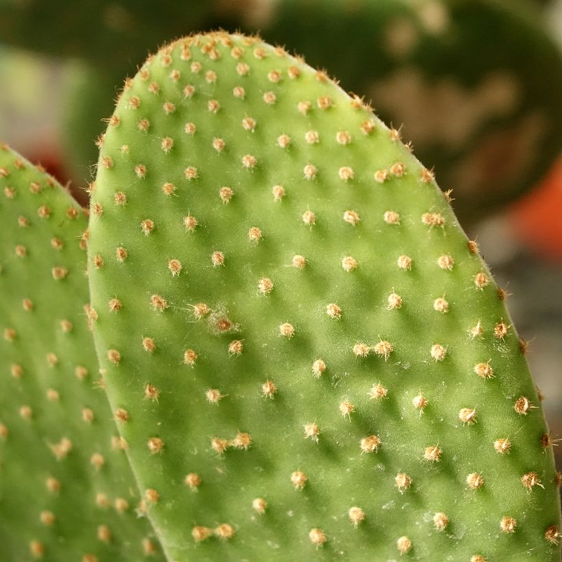 Opuntia microdasys Caress - Prickly Pear (Foliage)