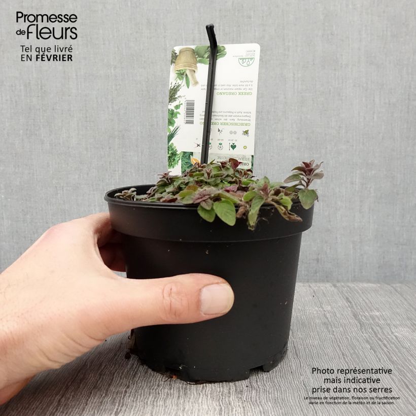 Origan vert ou grec - Origanum heracleoticum (vulgare subsp. hirtum) Pot de 1,5L/2L sample as delivered in winter