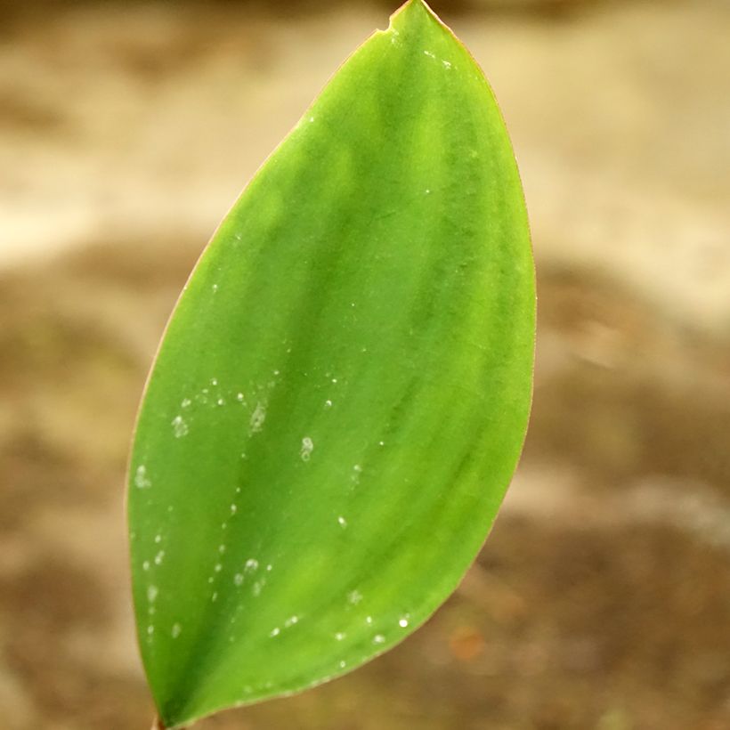 Orontium aquaticum (Foliage)