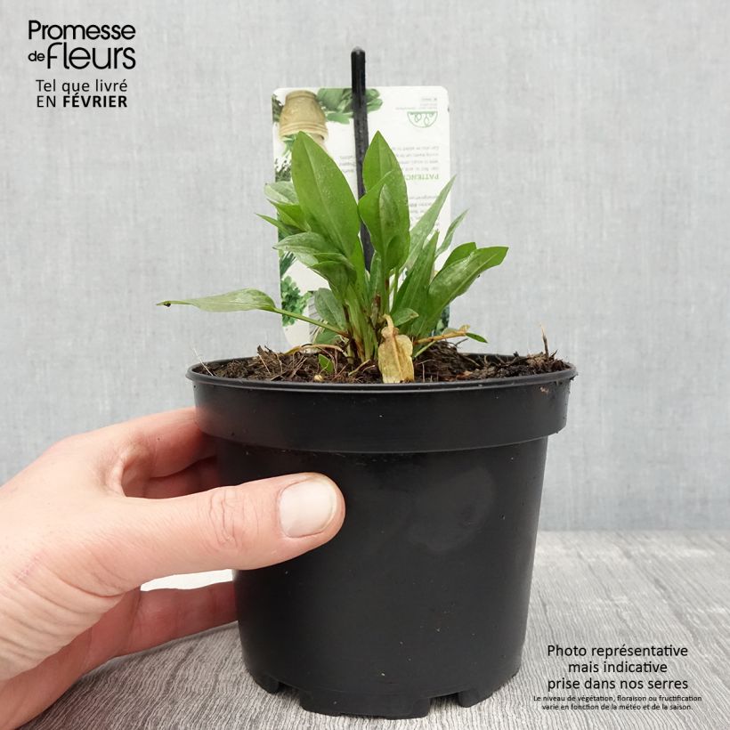 Oseille Epinard - Rumex patientia Pot de 1,5L/2L sample as delivered in winter