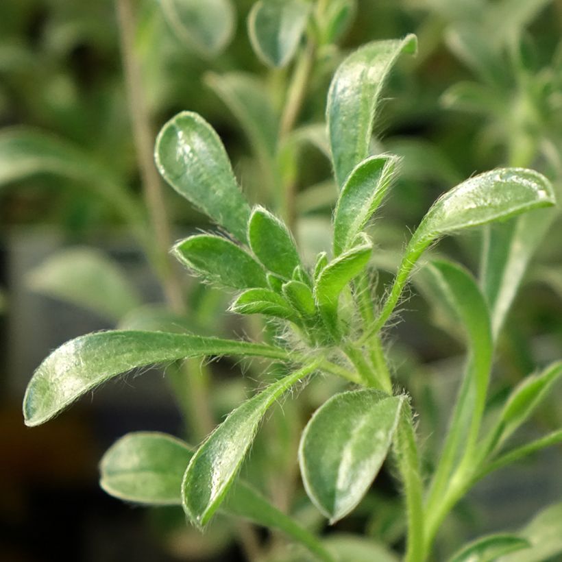 Pallenis maritima Asmago (Foliage)