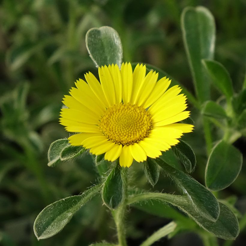 Pallenis maritima Asmago (Flowering)