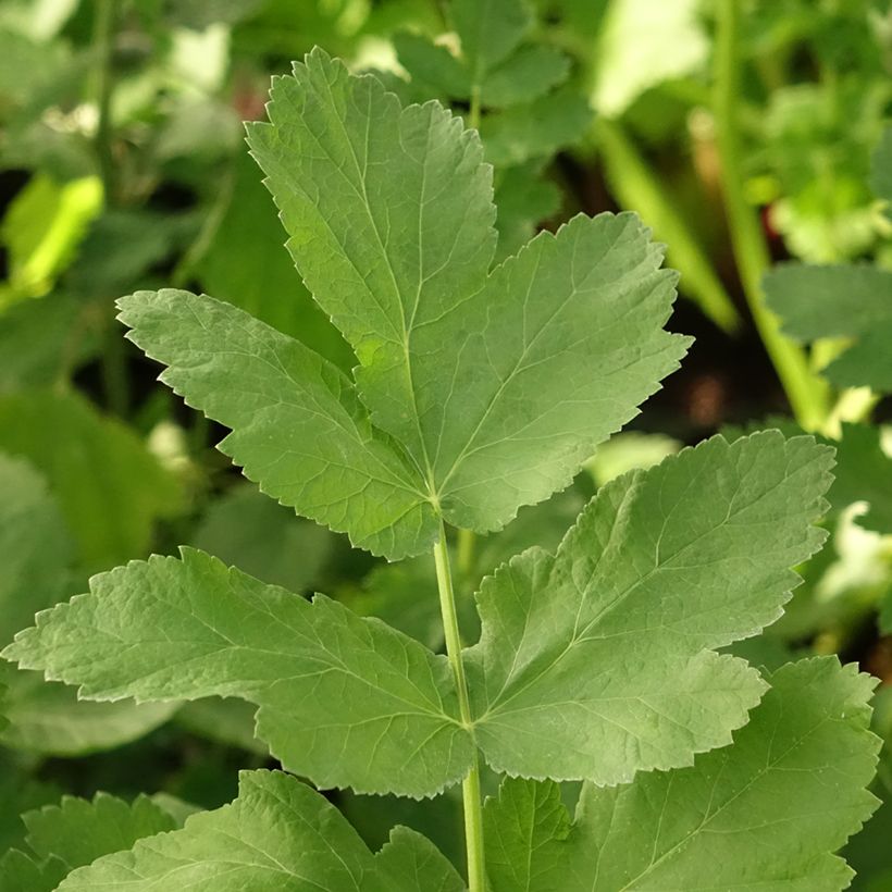 Parsnip - Pastinaca sativa subsp. sativa (Foliage)