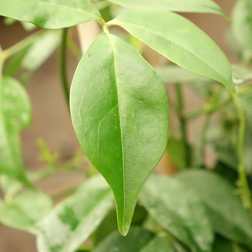 Pandorea jasminoïdes Rosea - Bower Vine (Foliage)