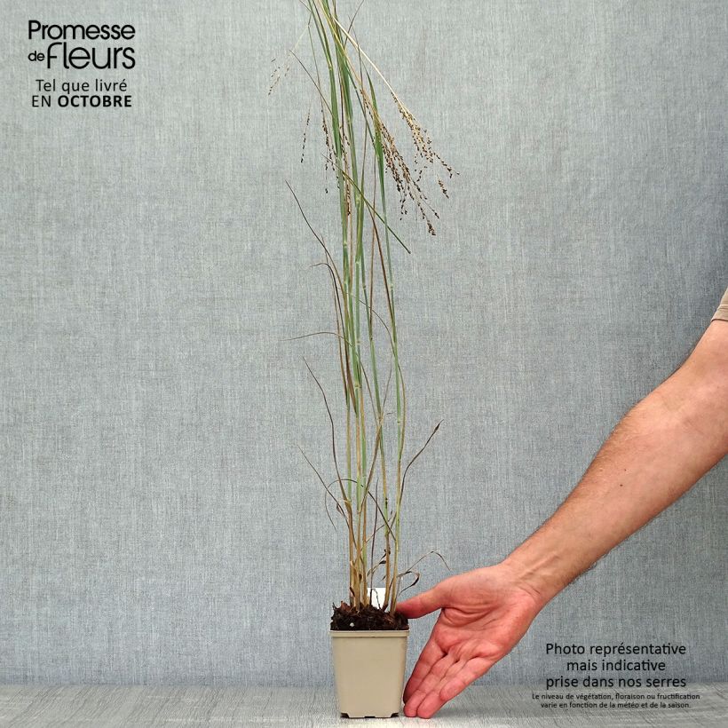 Panic érigé - Panicum virgatum Blue Darkness Godet de 9cm sample as delivered in autumn