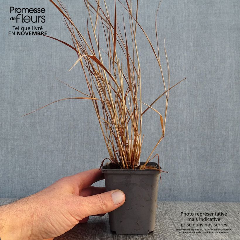 Panic érigé - Panicum virgatum Cheyenne Sky  Godet de 8/9 cm sample as delivered in autumn