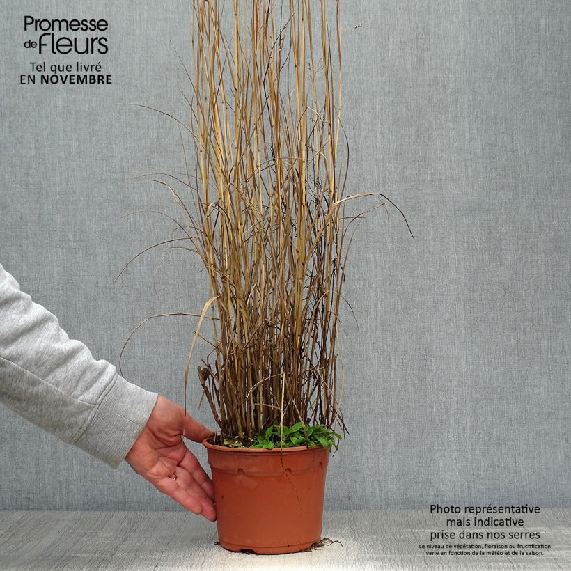 Panic érigé - Panicum virgatum Heavy Métal pot de 2L sample as delivered in autumn