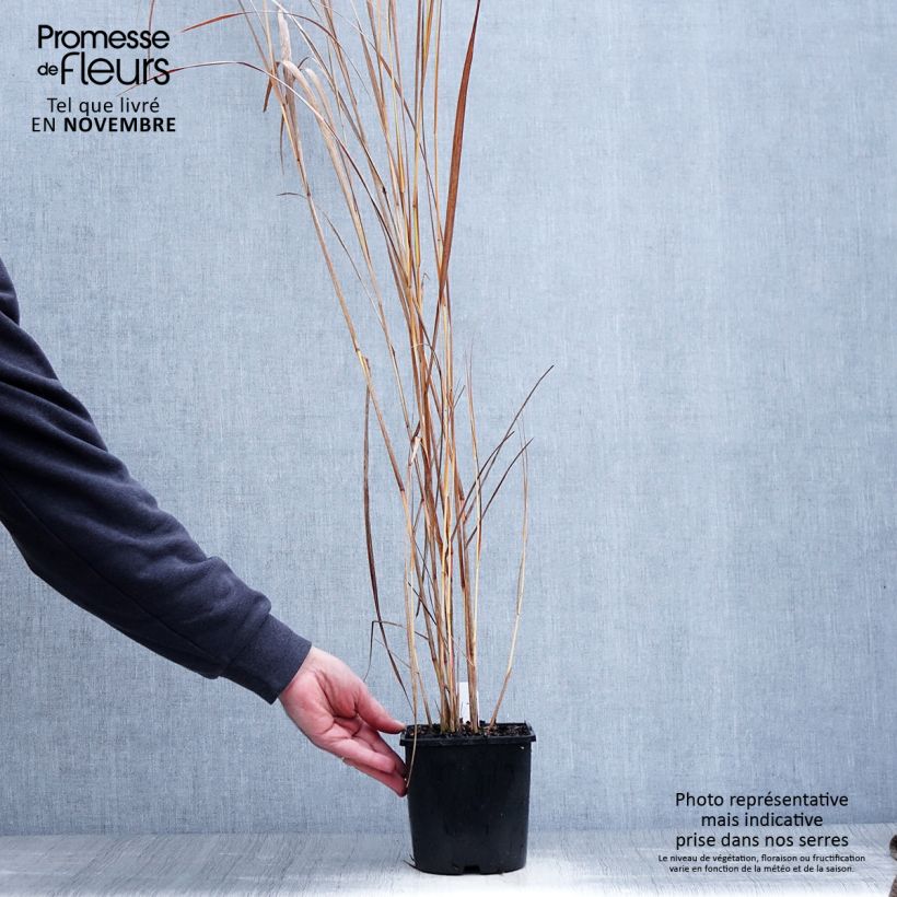 Panic érigé - Panicum virgatum Northwind Pot de 2L/3L sample as delivered in autumn