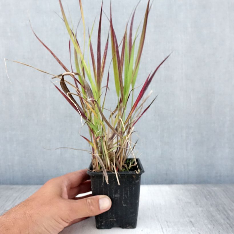 Panic érigé - Panicum virgatum Oxblood Autumn - Godet de 8/9 cm sample as delivered in summer