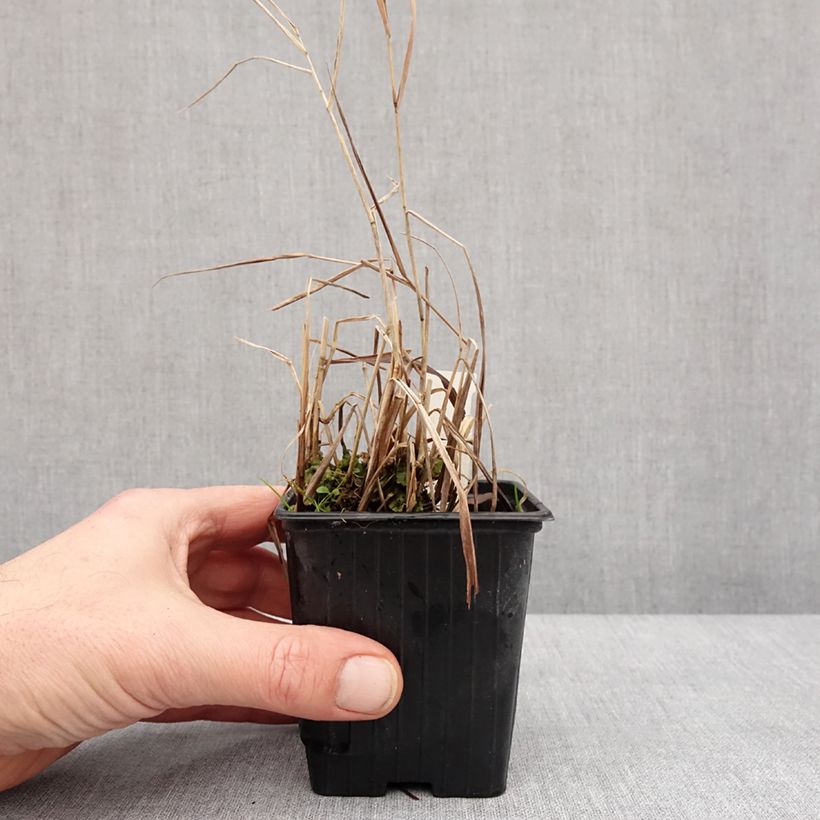 Panicum virgatum Oxblood Autumn 8/9 cm pot sample as delivered in winter