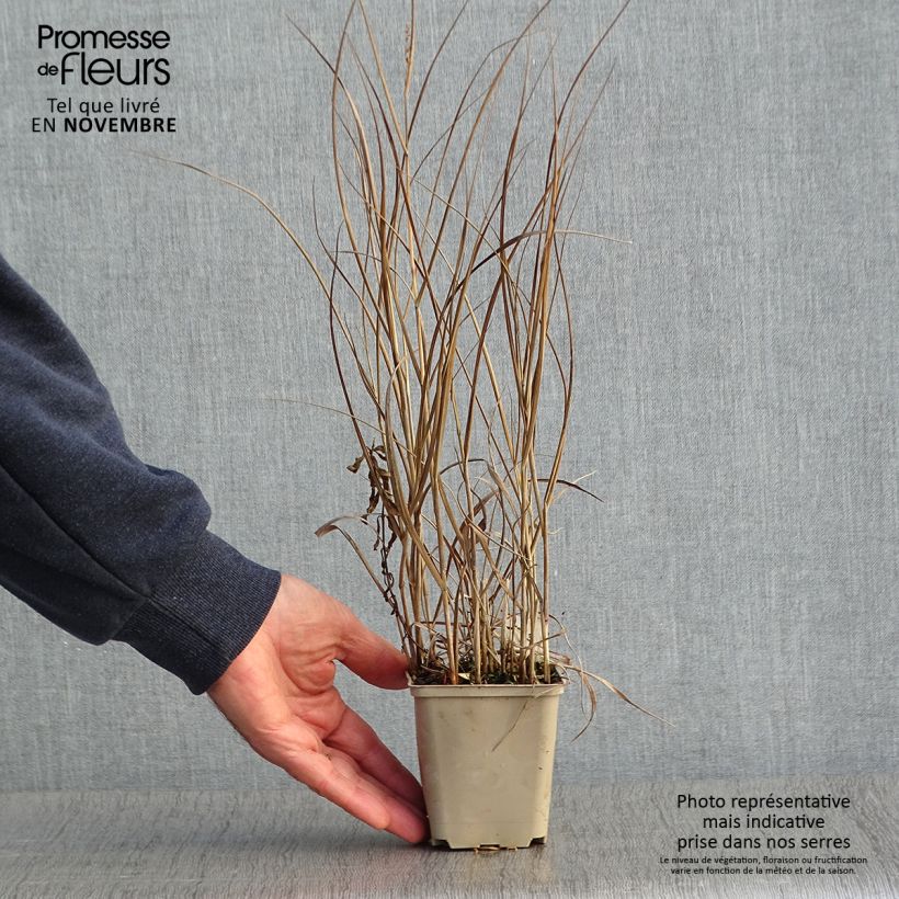 Panic érigé - Panicum virgatum Prairie Sky Godet de 9cm sample as delivered in autumn