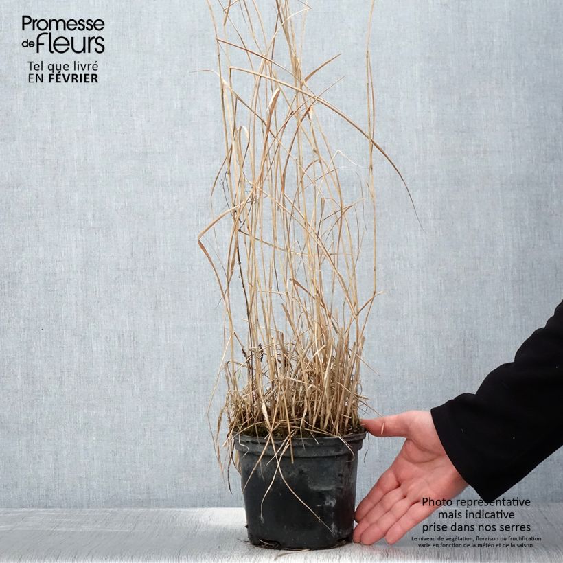 Panic érigé - Panicum virgatum Prairie Sky - Pot de 2L/3L sample as delivered in winter