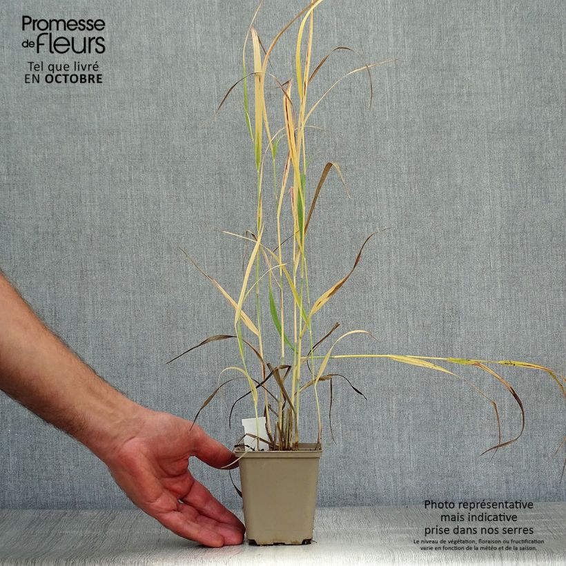 Panic érigé - Panicum virgatum Sangria en godet de 9 cm sample as delivered in autumn