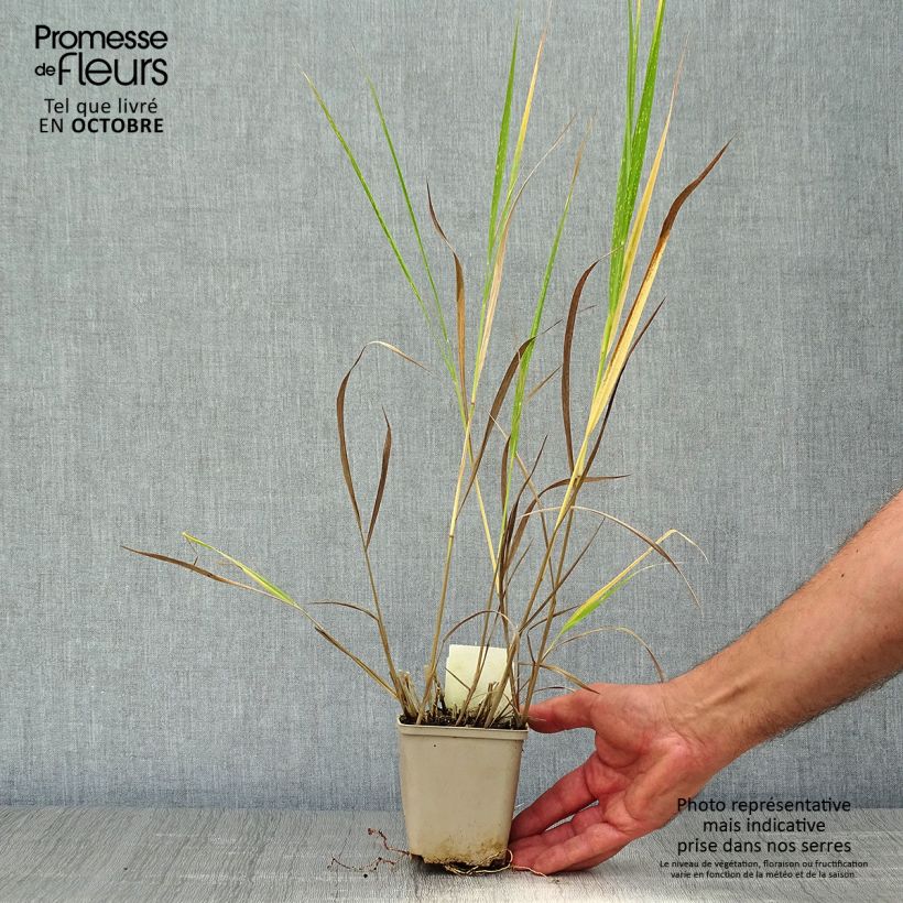 Panicum virgatum Squaw - Panic érigé  Godet de 9cm sample as delivered in autumn