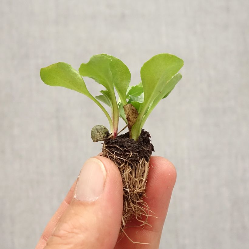 Pâquerette Tasso en mélange Mini-motte - Bellis Perennis - Minimotte : motte 2,2 cm x 2 cm en plaque de culture par 35 sample as delivered in autumn