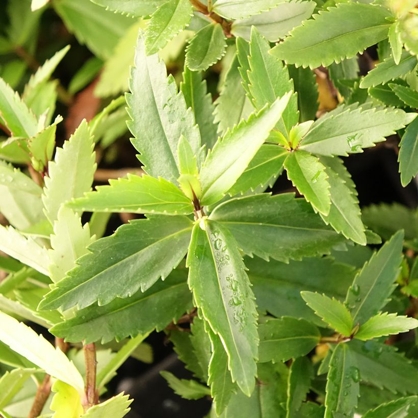 Parahebe catarractae Avalanche (Foliage)