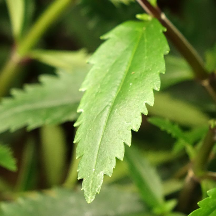 Parahebe catarractae Avalanche (Foliage)