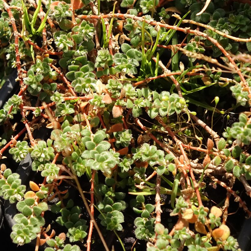 Paronychia kapela subsp. serpyllifolia (Foliage)